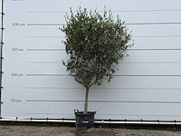 Olijfboom andalucia m - olea europaea - ca. 40 jaar oud - hoogte ca. 210 cm - afbeelding 1 van  7