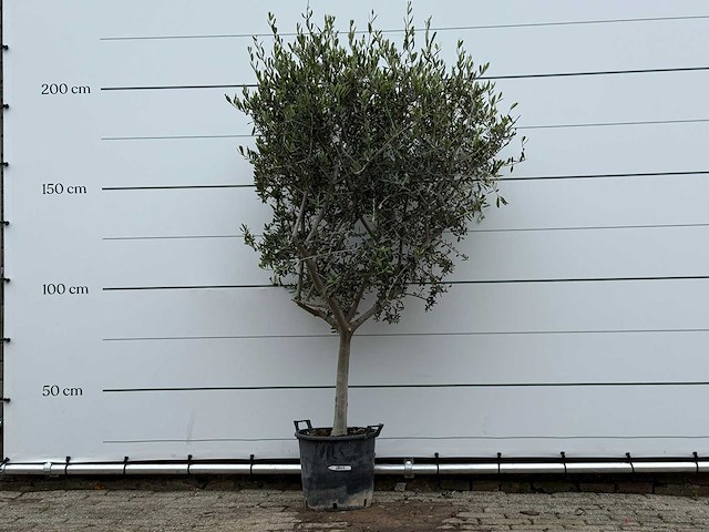 Olijfboom andalucia m - olea europaea - ca. 40 jaar oud - hoogte ca. 210 cm - afbeelding 2 van  7