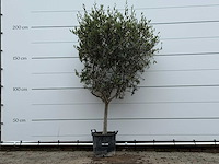 Olijfboom andalucia m - olea europaea - ca. 40 jaar oud - hoogte ca. 210 cm - afbeelding 2 van  7