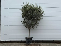 Olijfboom andalucia m - olea europaea - ca. 40 jaar oud - hoogte ca. 210 cm - afbeelding 3 van  7