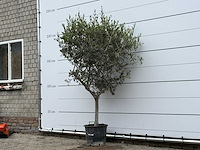 Olijfboom andalucia m - olea europaea - ca. 40 jaar oud - hoogte ca. 210 cm - afbeelding 4 van  7