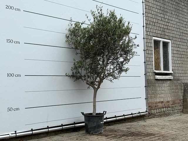 Olijfboom andalucia m - olea europaea - ca. 40 jaar oud - hoogte ca. 210 cm - afbeelding 5 van  7