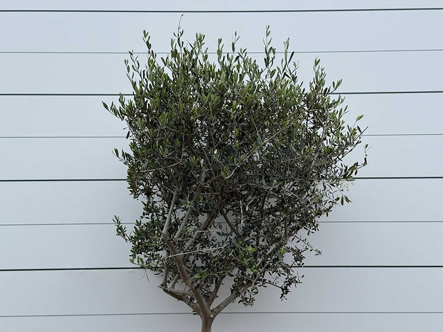 Olijfboom andalucia m - olea europaea - ca. 40 jaar oud - hoogte ca. 210 cm - afbeelding 6 van  7
