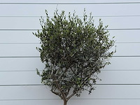 Olijfboom andalucia m - olea europaea - ca. 40 jaar oud - hoogte ca. 210 cm - afbeelding 6 van  7