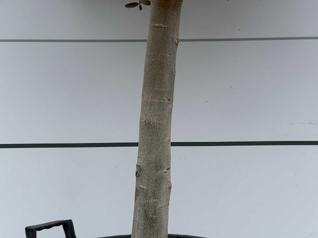 Olijfboom andalucia m - olea europaea - ca. 40 jaar oud - hoogte ca. 210 cm - afbeelding 7 van  7