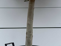 Olijfboom andalucia m - olea europaea - ca. 40 jaar oud - hoogte ca. 210 cm - afbeelding 7 van  7