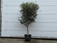 Olijfboom andalucia m - olea europaea - ca. 40 jaar oud - hoogte ca. 220 cm - afbeelding 1 van  3