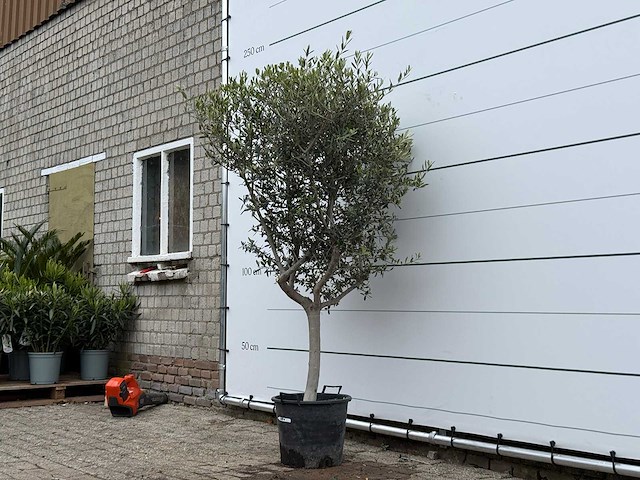 Olijfboom andalucia m - olea europaea - ca. 40 jaar oud - hoogte ca. 220 cm - afbeelding 2 van  3