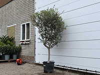 Olijfboom andalucia m - olea europaea - ca. 40 jaar oud - hoogte ca. 220 cm - afbeelding 2 van  3