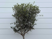 Olijfboom andalucia m - olea europaea - ca. 40 jaar oud - hoogte ca. 220 cm - afbeelding 3 van  3