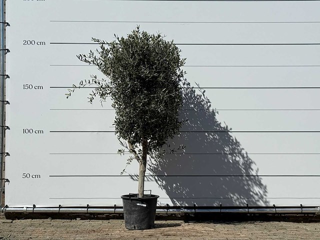 Olijfboom andalucia m - olea europaea - ca. 50 jaar oud - hoogte ca. 200 cm - afbeelding 1 van  5