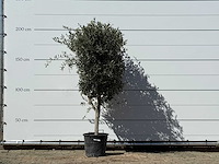 Olijfboom andalucia m - olea europaea - ca. 50 jaar oud - hoogte ca. 200 cm - afbeelding 1 van  5
