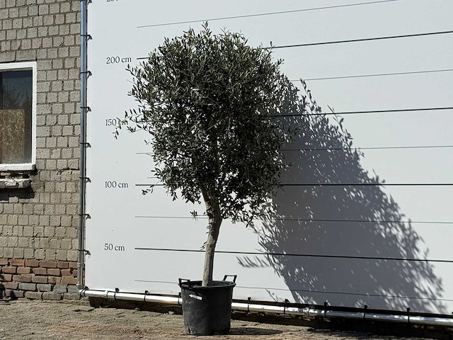 Olijfboom andalucia m - olea europaea - ca. 50 jaar oud - hoogte ca. 200 cm - afbeelding 2 van  5