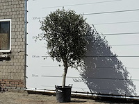 Olijfboom andalucia m - olea europaea - ca. 50 jaar oud - hoogte ca. 200 cm - afbeelding 2 van  5