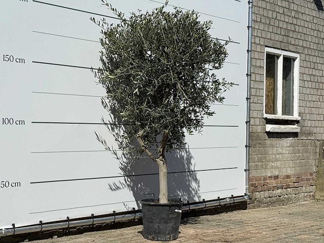 Olijfboom andalucia m - olea europaea - ca. 50 jaar oud - hoogte ca. 200 cm - afbeelding 3 van  5