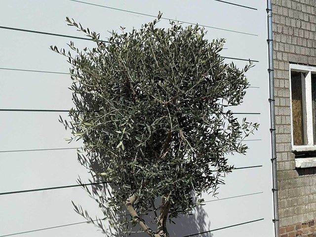 Olijfboom andalucia m - olea europaea - ca. 50 jaar oud - hoogte ca. 200 cm - afbeelding 4 van  5