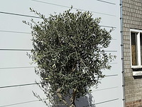 Olijfboom andalucia m - olea europaea - ca. 50 jaar oud - hoogte ca. 200 cm - afbeelding 4 van  5