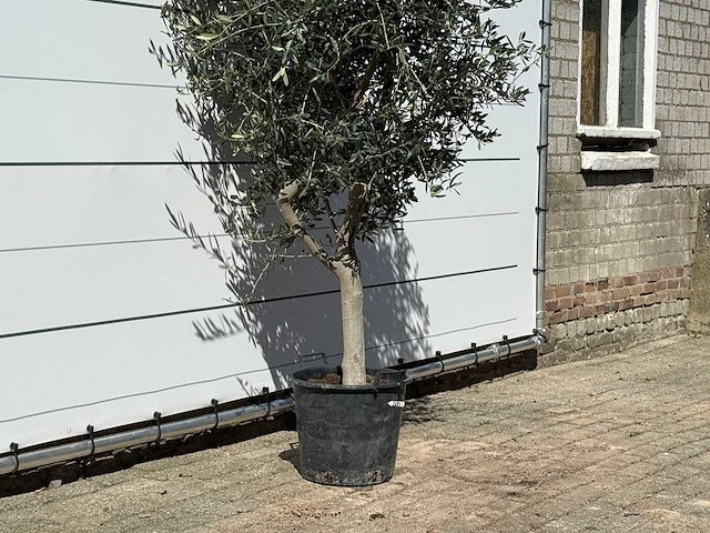 Olijfboom andalucia m - olea europaea - ca. 50 jaar oud - hoogte ca. 200 cm - afbeelding 5 van  5