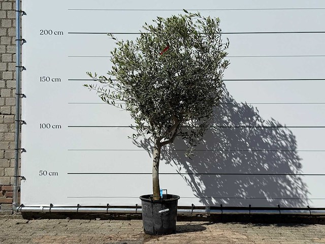 Olijfboom andalucia m - olea europaea - ca. 50 jaar oud - hoogte ca. 200 cm - afbeelding 1 van  5