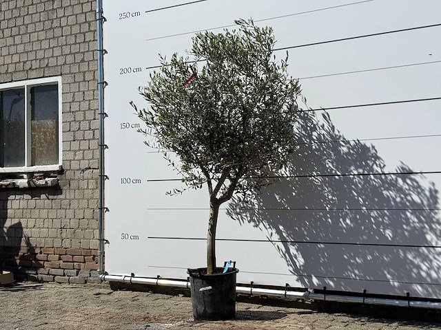 Olijfboom andalucia m - olea europaea - ca. 50 jaar oud - hoogte ca. 200 cm - afbeelding 2 van  5