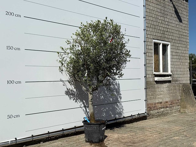 Olijfboom andalucia m - olea europaea - ca. 50 jaar oud - hoogte ca. 200 cm - afbeelding 3 van  5