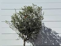 Olijfboom andalucia m - olea europaea - ca. 50 jaar oud - hoogte ca. 200 cm - afbeelding 4 van  5