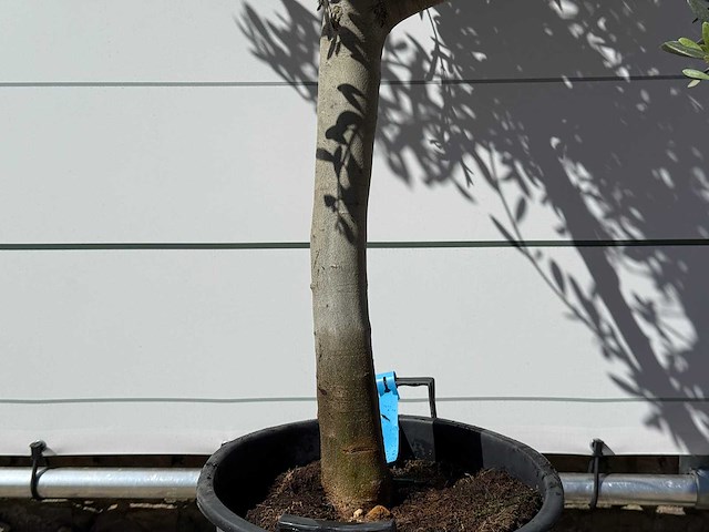 Olijfboom andalucia m - olea europaea - ca. 50 jaar oud - hoogte ca. 200 cm - afbeelding 5 van  5