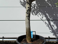 Olijfboom andalucia m - olea europaea - ca. 50 jaar oud - hoogte ca. 200 cm - afbeelding 5 van  5