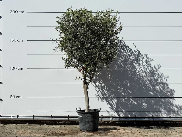 Olijfboom andalucia m - olea europaea - ca. 50 jaar oud - hoogte ca. 200 cm - afbeelding 1 van  6