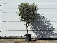 Olijfboom andalucia m - olea europaea - ca. 50 jaar oud - hoogte ca. 200 cm - afbeelding 1 van  6