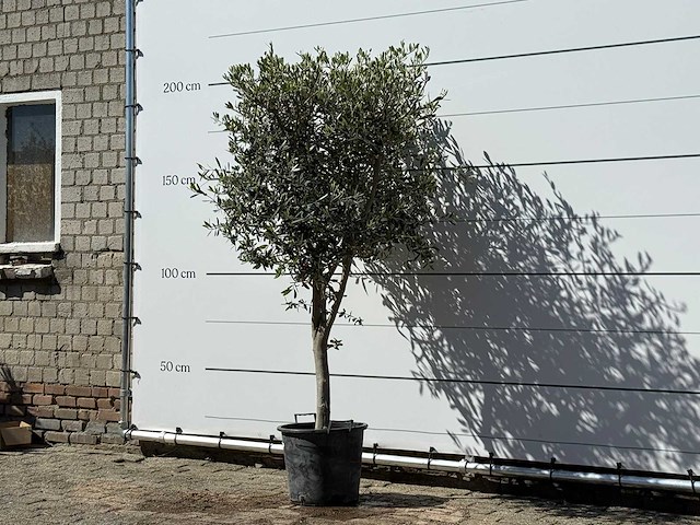 Olijfboom andalucia m - olea europaea - ca. 50 jaar oud - hoogte ca. 200 cm - afbeelding 2 van  6