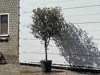 Olijfboom andalucia m - olea europaea - ca. 50 jaar oud - hoogte ca. 200 cm - afbeelding 2 van  6