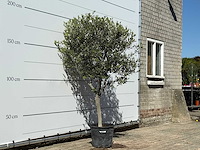 Olijfboom andalucia m - olea europaea - ca. 50 jaar oud - hoogte ca. 200 cm - afbeelding 3 van  6