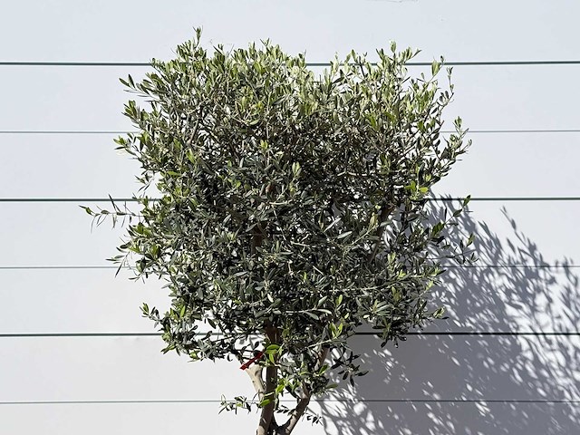 Olijfboom andalucia m - olea europaea - ca. 50 jaar oud - hoogte ca. 200 cm - afbeelding 4 van  6