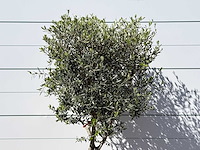 Olijfboom andalucia m - olea europaea - ca. 50 jaar oud - hoogte ca. 200 cm - afbeelding 4 van  6