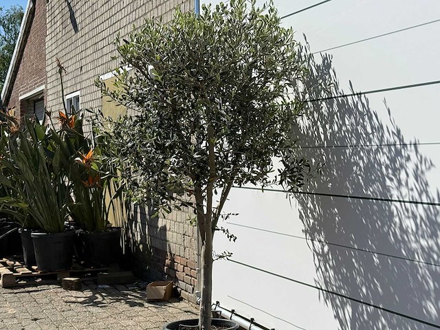 Olijfboom andalucia m - olea europaea - ca. 50 jaar oud - hoogte ca. 200 cm - afbeelding 5 van  6