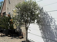 Olijfboom andalucia m - olea europaea - ca. 50 jaar oud - hoogte ca. 200 cm - afbeelding 5 van  6