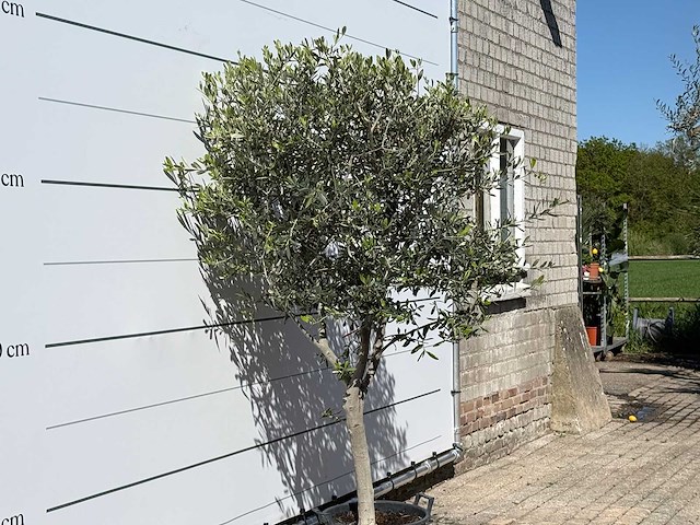 Olijfboom andalucia m - olea europaea - ca. 50 jaar oud - hoogte ca. 200 cm - afbeelding 6 van  6