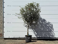 Olijfboom andalucia m - olea europaea - ca. 50 jaar oud - hoogte ca. 220 cm - afbeelding 1 van  5