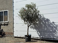 Olijfboom andalucia m - olea europaea - ca. 50 jaar oud - hoogte ca. 220 cm - afbeelding 2 van  5