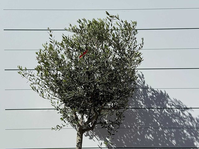 Olijfboom andalucia m - olea europaea - ca. 50 jaar oud - hoogte ca. 220 cm - afbeelding 4 van  5