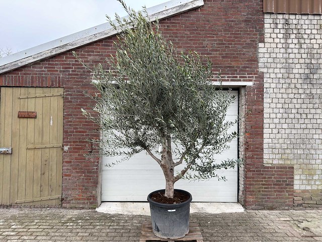 Olijfboom andalucia xl - olea europaea - 75 jaar oud - hoogte ca. 250 cm - afbeelding 1 van  5