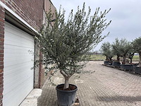 Olijfboom andalucia xl - olea europaea - 75 jaar oud - hoogte ca. 250 cm - afbeelding 2 van  5