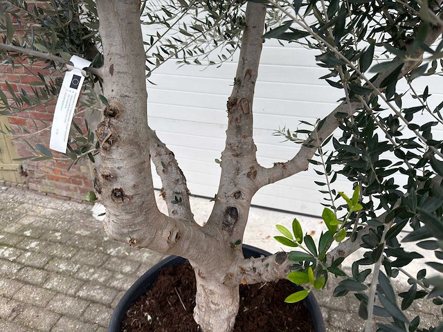 Olijfboom andalucia xl - olea europaea - 75 jaar oud - hoogte ca. 250 cm - afbeelding 5 van  5