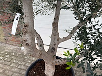 Olijfboom andalucia xl - olea europaea - 75 jaar oud - hoogte ca. 250 cm - afbeelding 5 van  5