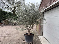 Olijfboom andalucia xl - olea europaea - 75 jaar oud - hoogte ca. 250 cm - afbeelding 2 van  4