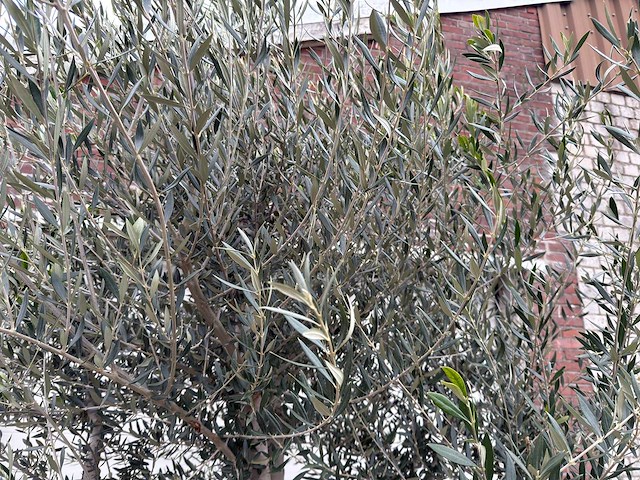 Olijfboom andalucia xl - olea europaea - 75 jaar oud - hoogte ca. 250 cm - afbeelding 4 van  4