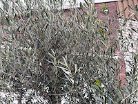 Olijfboom andalucia xl - olea europaea - 75 jaar oud - hoogte ca. 250 cm - afbeelding 4 van  4