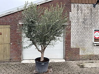 Olijfboom andalucia xl - olea europaea - 75 jaar oud - hoogte ca. 250 cm - afbeelding 1 van  4