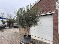 Olijfboom andalucia xl - olea europaea - 75 jaar oud - hoogte ca. 250 cm - afbeelding 2 van  4